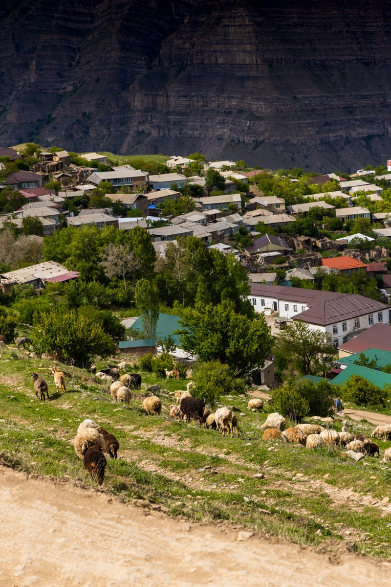 Животные. Photomantis