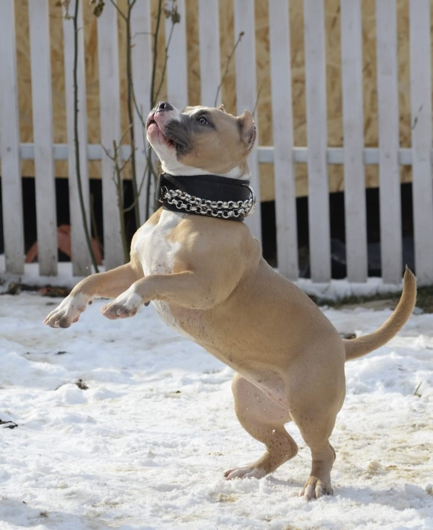 Челси. ПИТОМНИК СОБАК ПОРОДЫ АМЕРИКАНСКИЙ БУЛЛИ