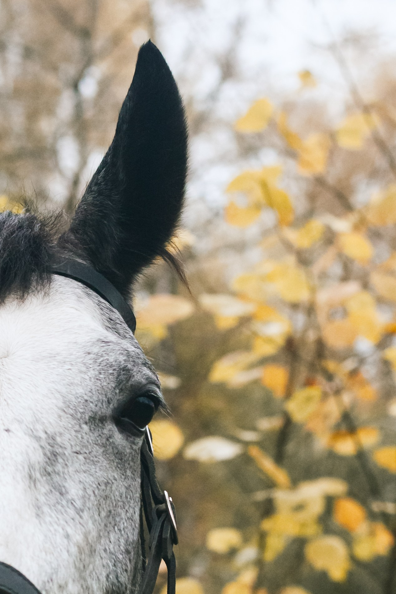 Аня и Джози. Фотограф-анималист Татьяна Степанова