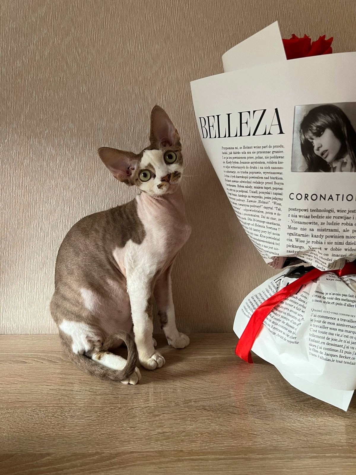 Выпускники. Nevskiy Favorite — питомник девон-рексов в Санкт-Петербурге. Здоровые, ласковые и редкие котята