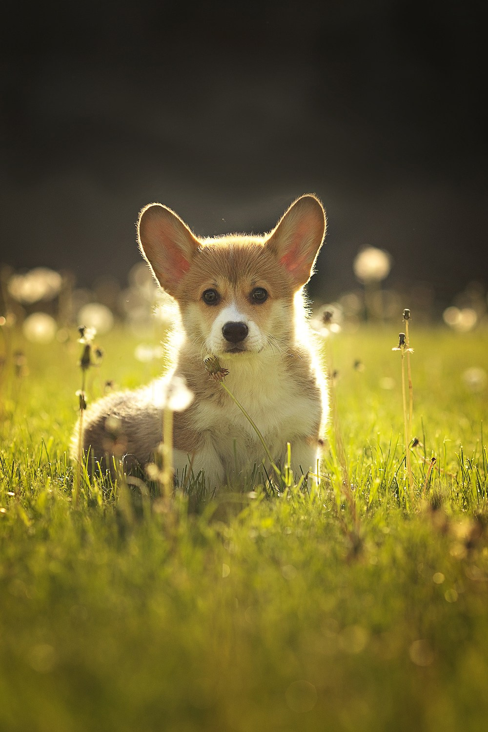 Портфолио: Фотосъёмка щенков в Москве и области — трогательные моменты. Фотограф-анималист и бренд-фотограф в Москве | Фотография собак, людей, бизнес-портрет