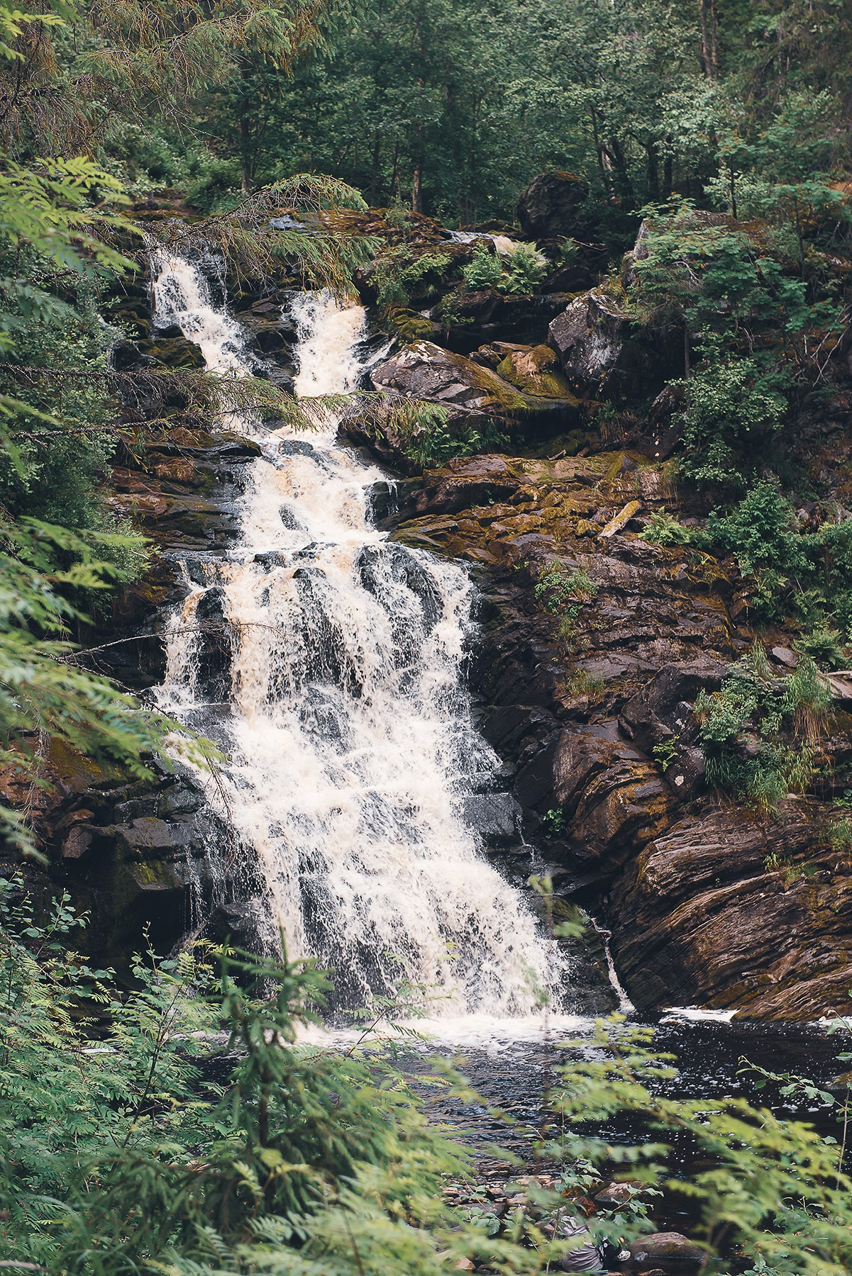 Карелия. Фотограф-анималист Наталья Светличная