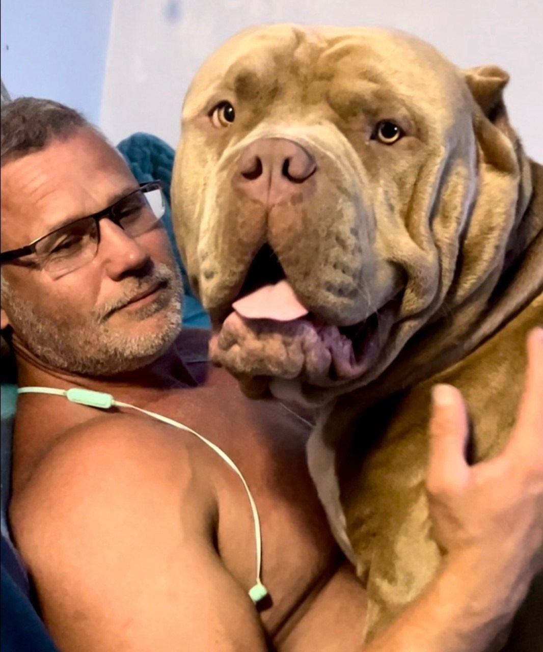 Наши собаки. Американские булли XL в г. Калининград. Питомник Great Bully UNIVERSE