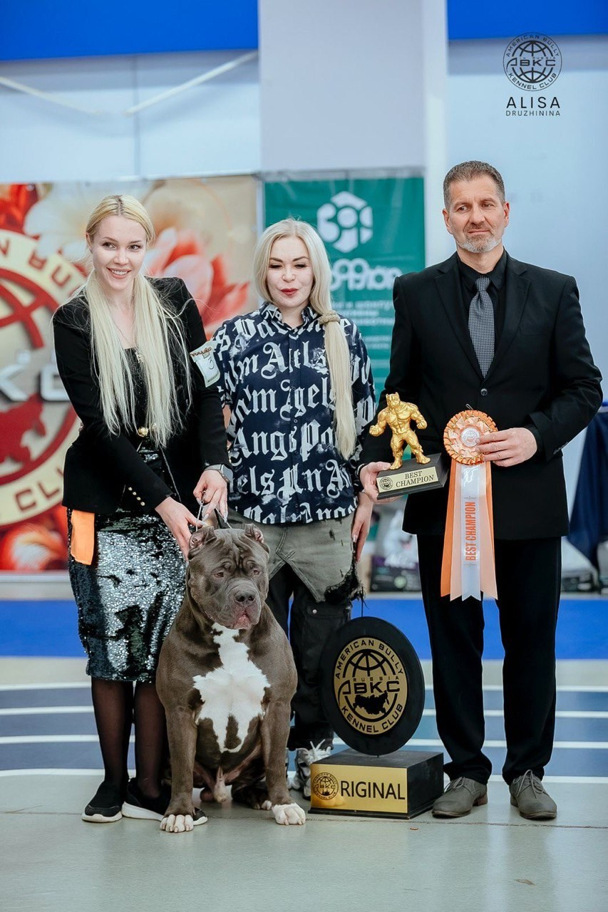 Участие в выставках. Американские булли XL в г. Калининград. Питомник Great Bully UNIVERSE