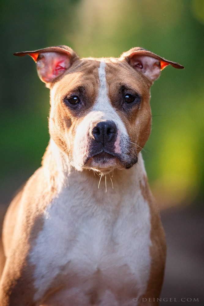 АСТ Федя, Пако и Ника. Фотограф-анималист Natalia Deingel | Фотосъемка собак в Москве