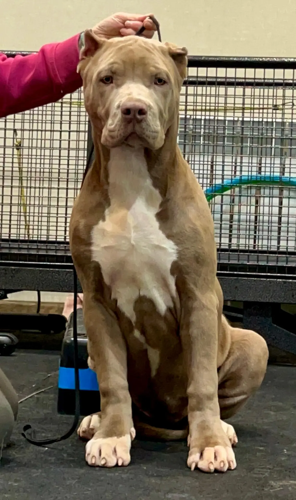 Все свободные щенки. Американские булли XL в г. Калининград. Питомник Great Bully UNIVERSE