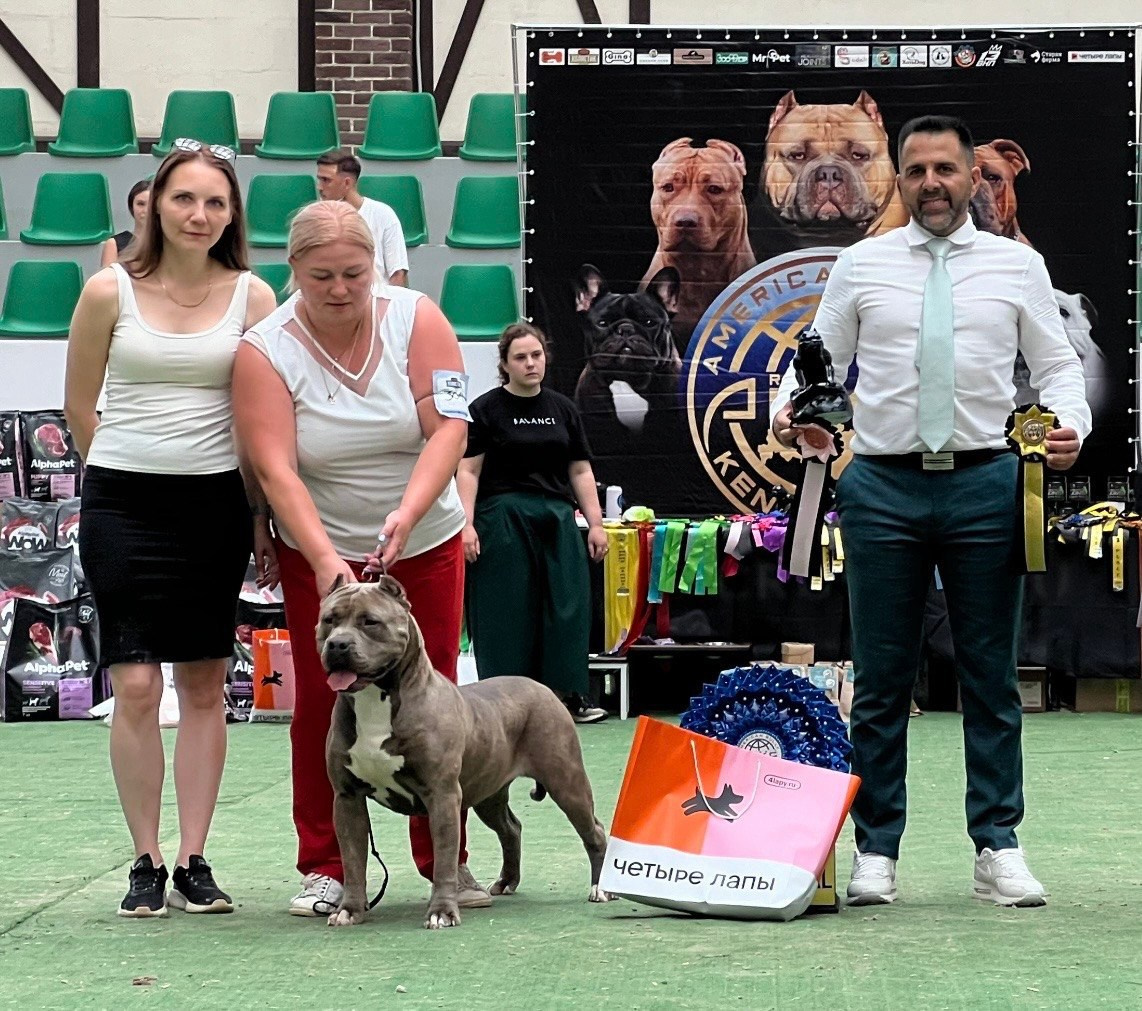 Участие в выставках. Американские булли XL в г. Калининград. Питомник Great Bully UNIVERSE