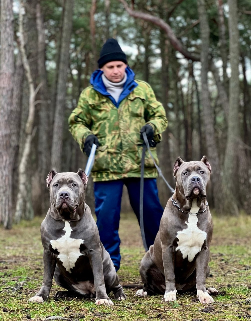 Наши собаки. Американские булли XL в г. Калининград. Питомник Great Bully UNIVERSE