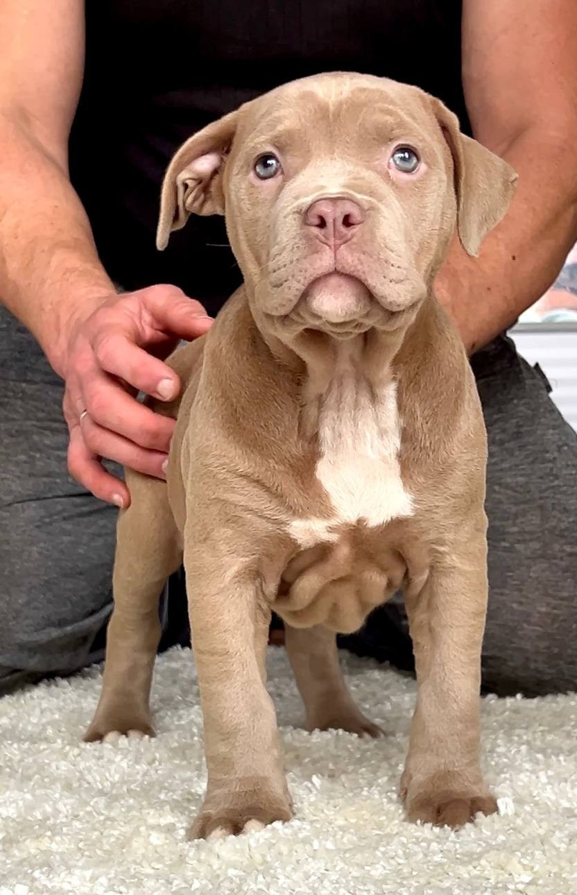 Hunter&Queenie, 10.09.25. Американские булли XL в г. Калининград. Питомник Great Bully UNIVERSE