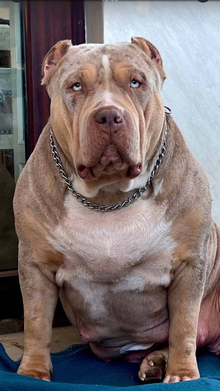 Наши собаки. Американские булли XL в г. Калининград. Питомник Great Bully UNIVERSE