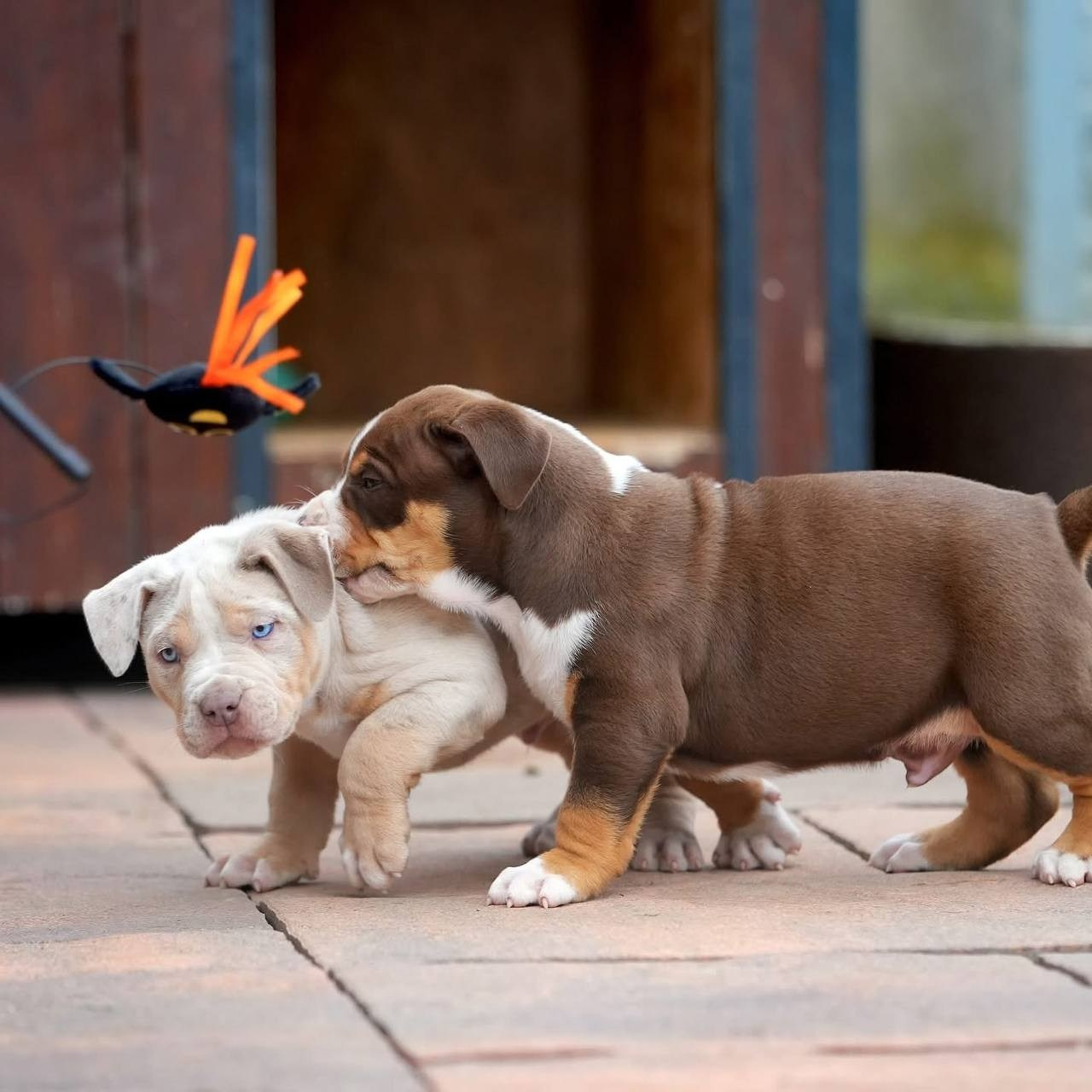 Mako’s GRANDBAR. Американские булли XL в г. Калининград. Питомник Great Bully UNIVERSE