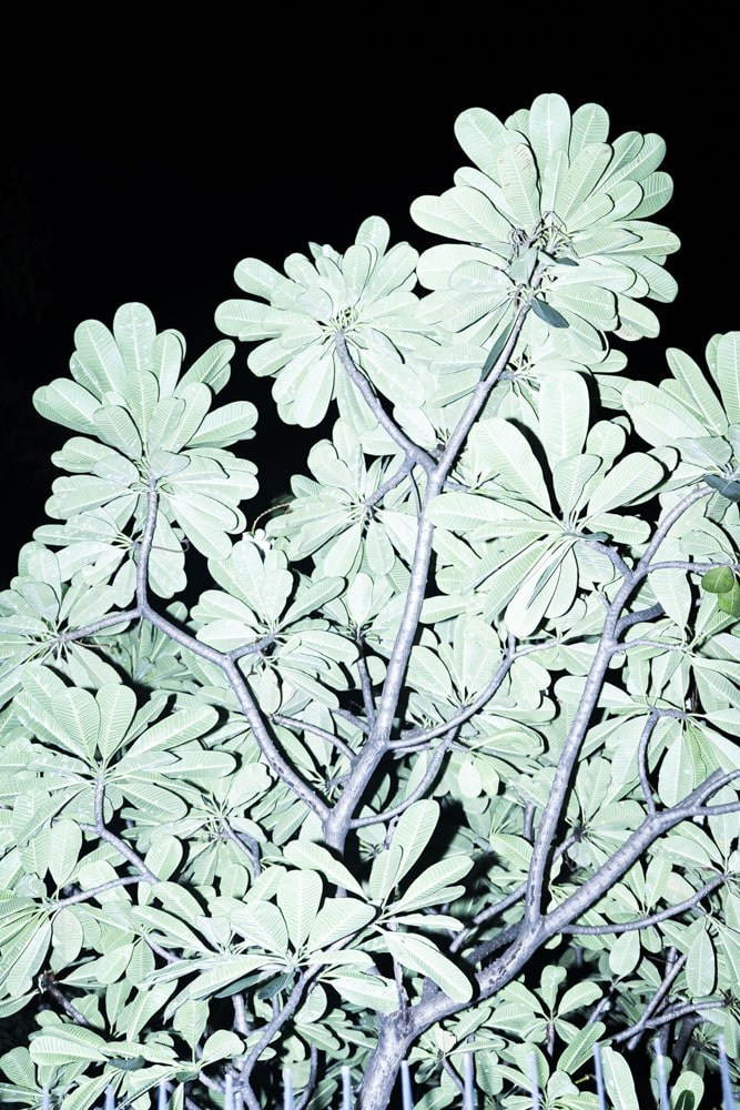 Wandering lights. Alena Ahmadullina