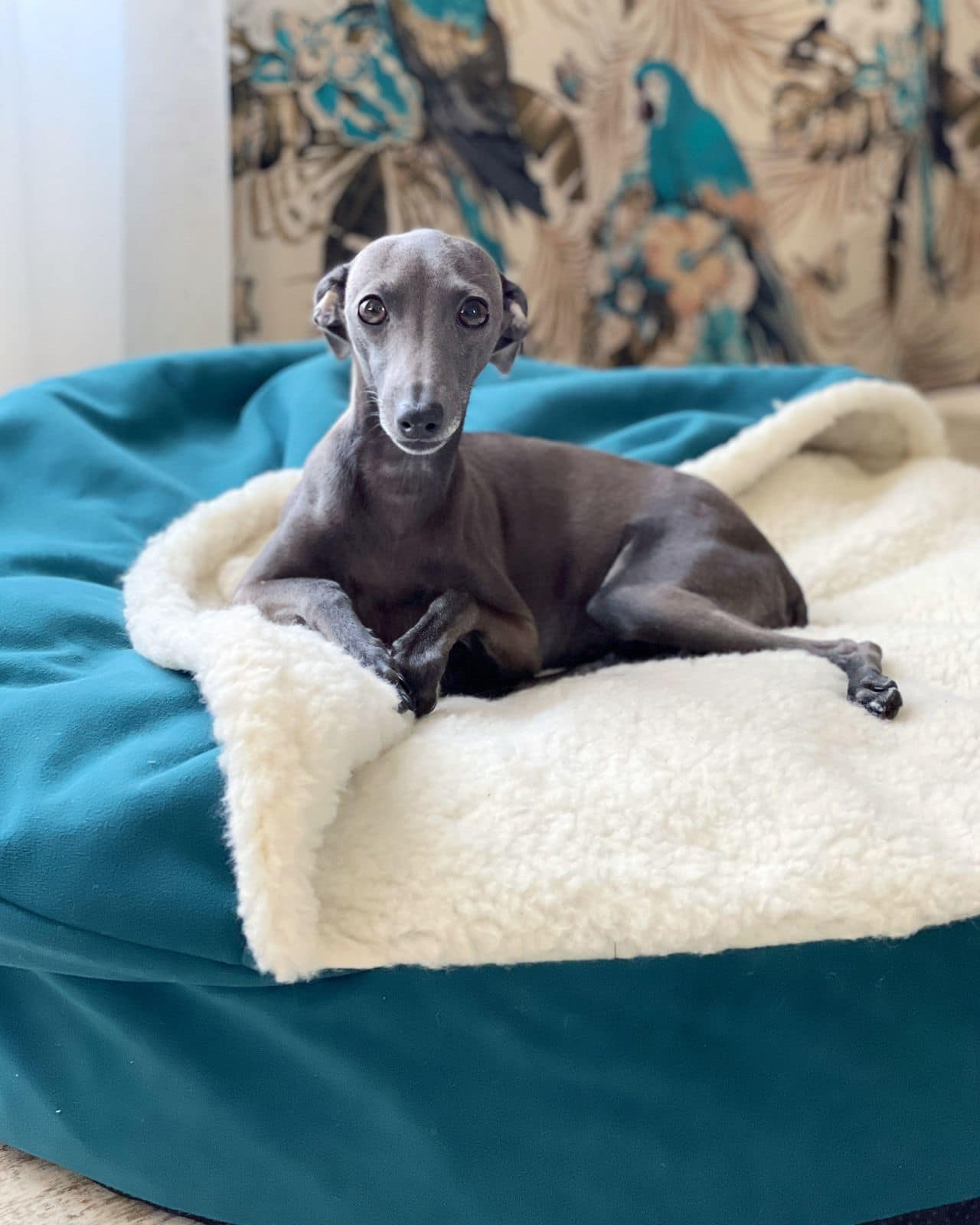 Весенние крошки. Профессиональный питомник левреток РКФ/FCI ASTI SAPPHIRE 💎 Сочи|Санкт-Петербург