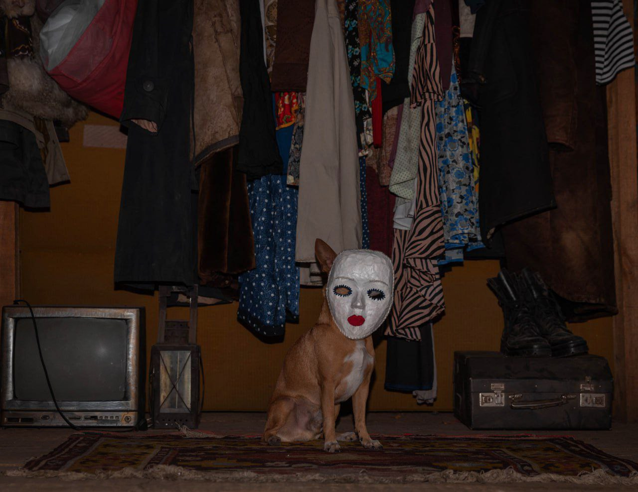 Animals and pets. Visual artist Olga Burmistrova
