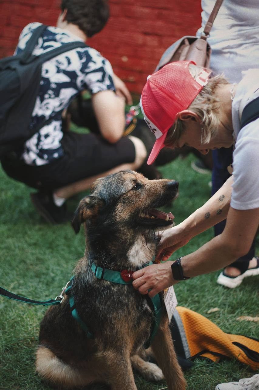 Прогулки и волонтерство. Забери домой друга