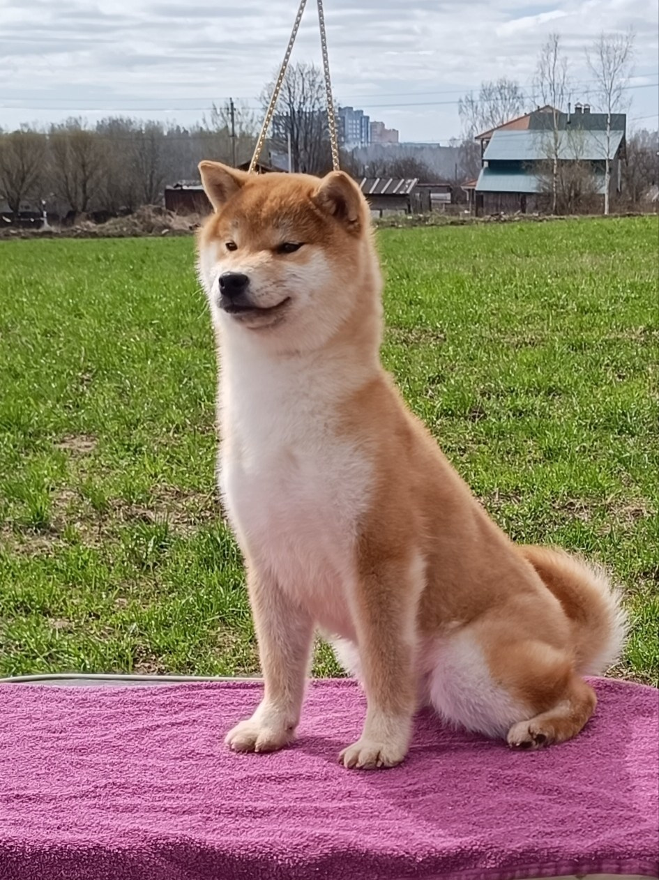 Rubylight Bella * Белла. Американская акита I Сиба ину I Питомник RUBYLIGHT