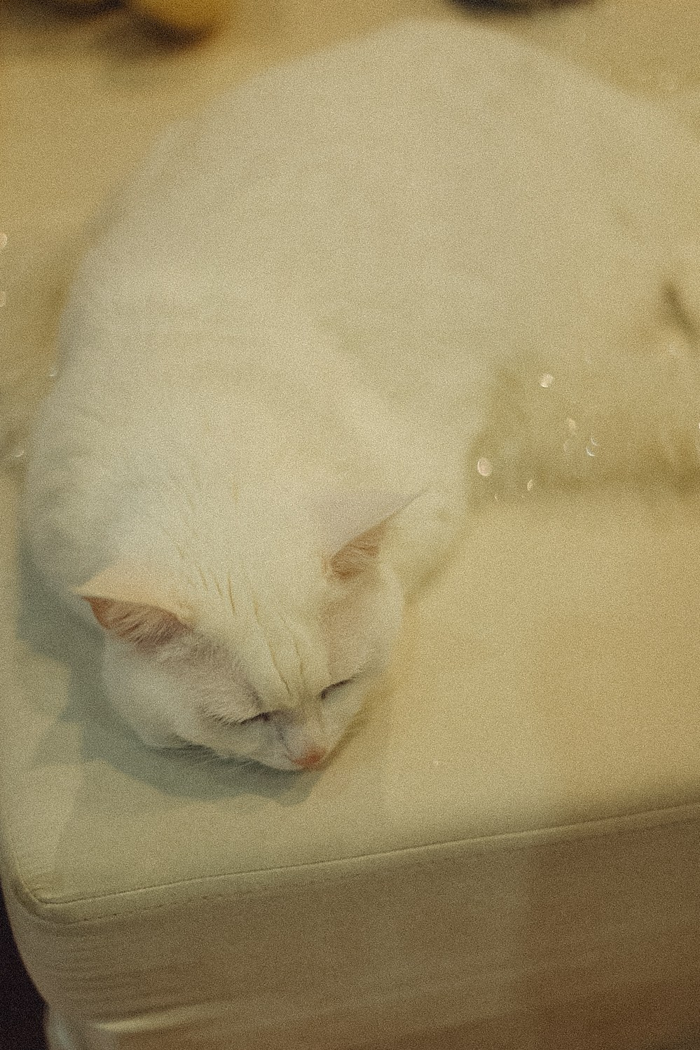 Family. Фотограф Нижний Новгород