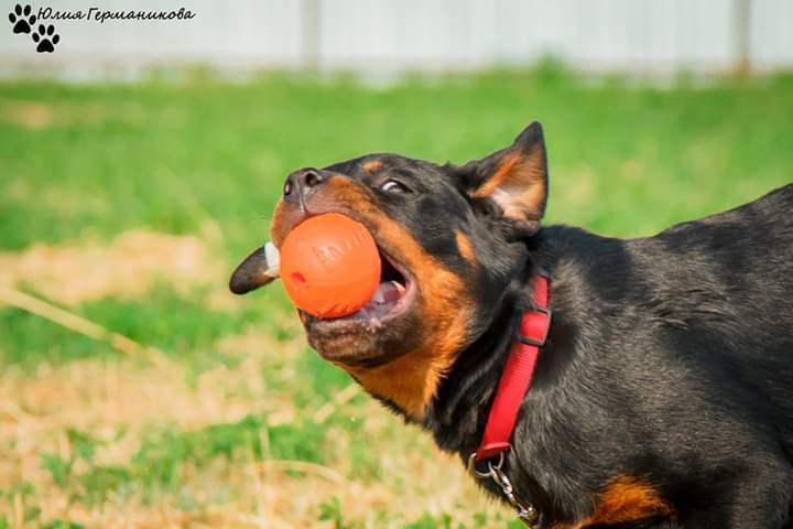 Свободная съемка. Фотограф-анималист Юлия Германика