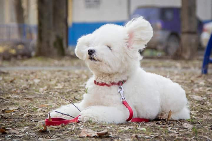 Свободная съемка. Фотограф-анималист Юлия Германика