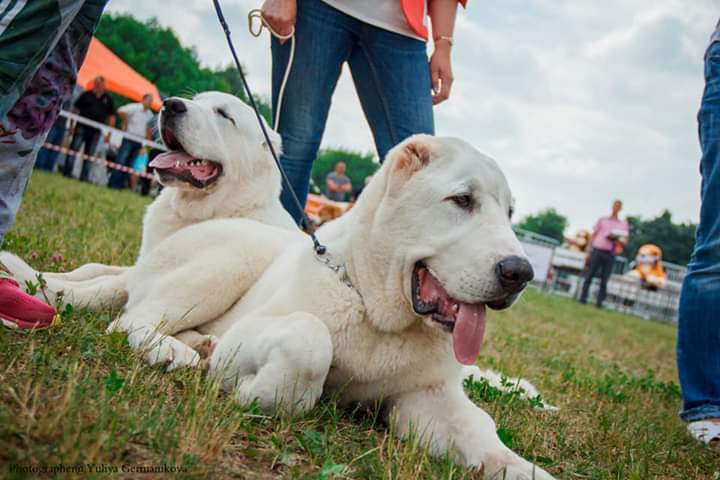 Монопородные выставки. Фотограф-анималист Юлия Германика
