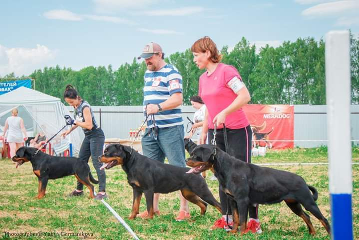 Монопородные выставки. Фотограф-анималист Юлия Германика