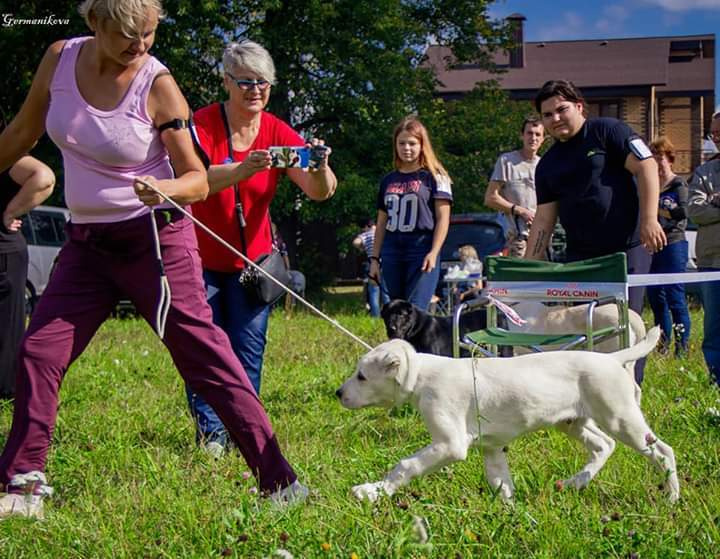 Монопородные выставки. Фотограф-анималист Юлия Германика