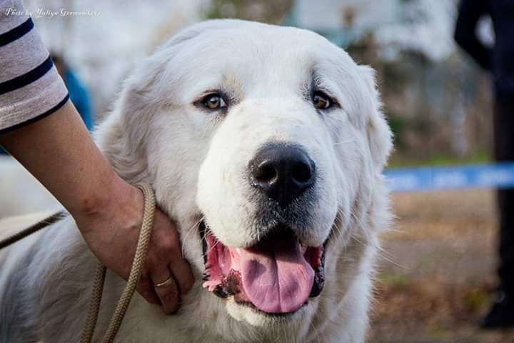 Свободная съемка. Фотограф-анималист Юлия Германика
