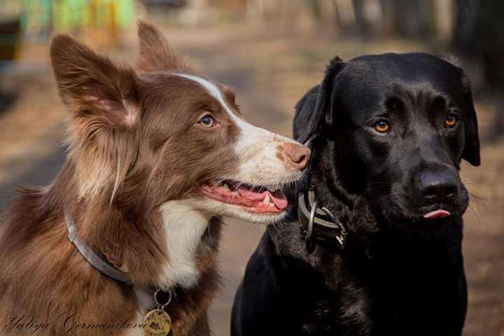 Свободная съемка. Фотограф-анималист Юлия Германика