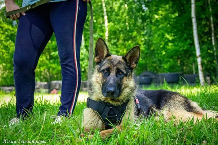 Свободная съемка. Фотограф-анималист Юлия Германика