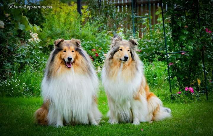Свободная съемка. Фотограф-анималист Юлия Германика