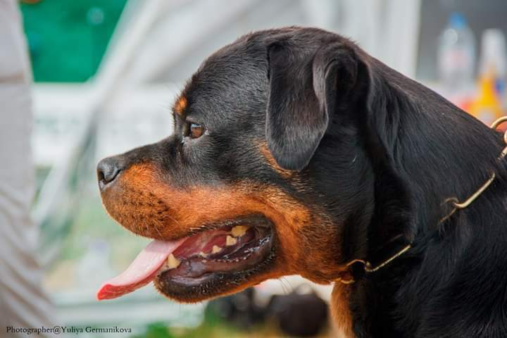 Монопородные выставки. Фотограф-анималист Юлия Германика