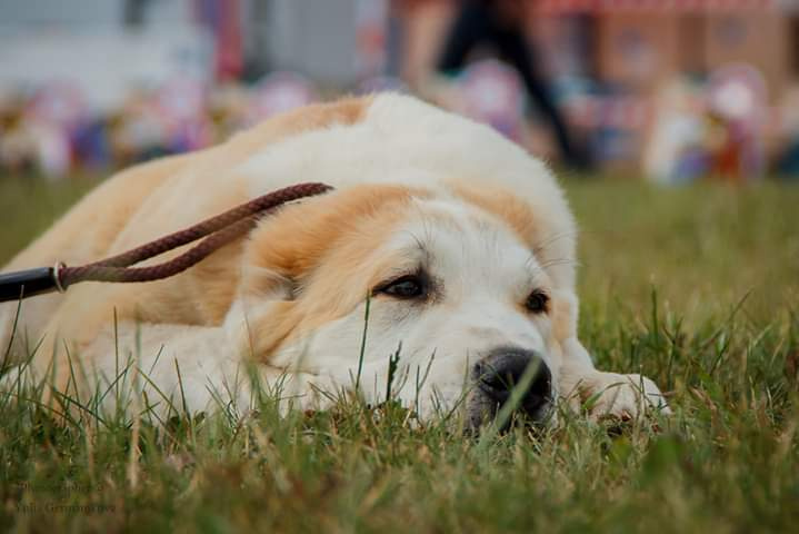 Монопородные выставки. Фотограф-анималист Юлия Германика