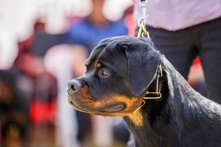Монопородные выставки. Фотограф-анималист Юлия Германика