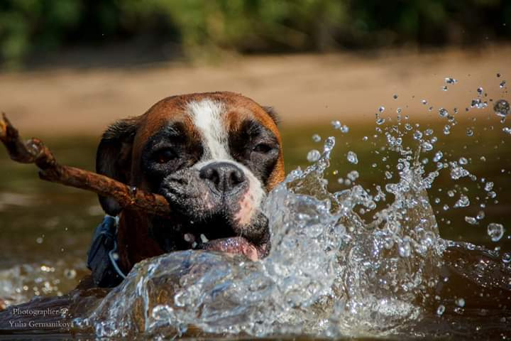 Свободная съемка. Фотограф-анималист Юлия Германика