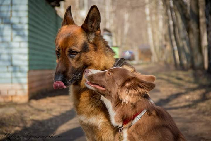 Свободная съемка. Фотограф-анималист Юлия Германика