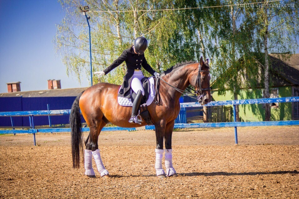 Съёмки с лошадьми. Фотограф-анималист Юлия Германика