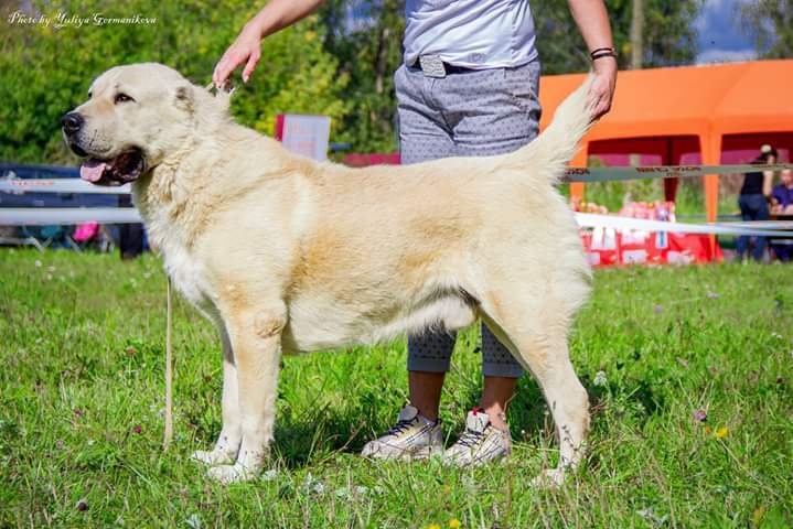 Монопородные выставки. Фотограф-анималист Юлия Германика