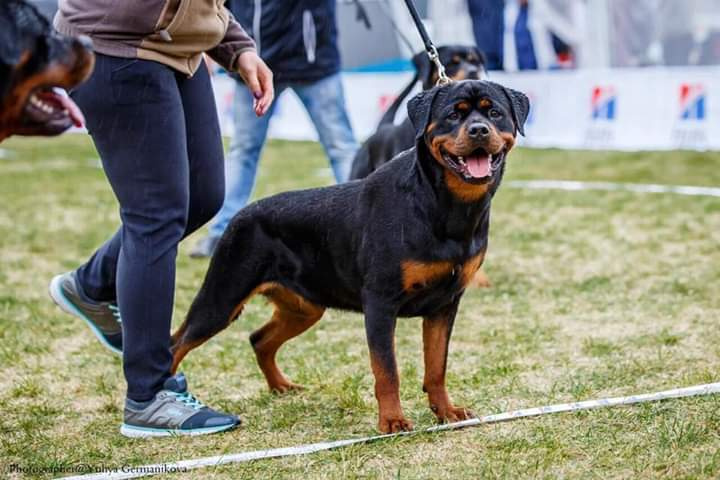 Монопородные выставки. Фотограф-анималист Юлия Германика