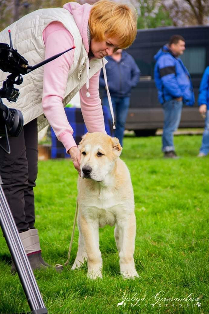 Монопородные выставки. Фотограф-анималист Юлия Германика