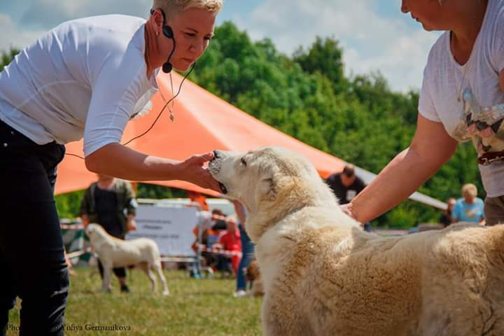 Монопородные выставки. Фотограф-анималист Юлия Германика