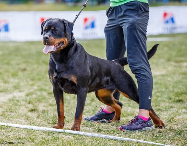 Монопородные выставки. Фотограф-анималист Юлия Германика