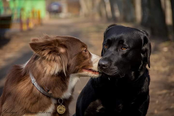 Свободная съемка. Фотограф-анималист Юлия Германика