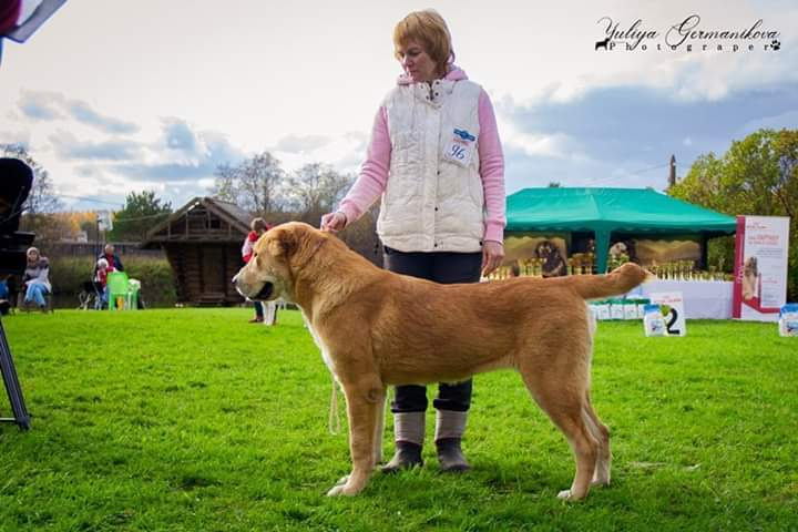Монопородные выставки. Фотограф-анималист Юлия Германика
