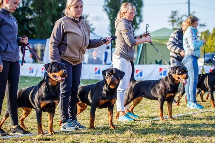 Монопородные выставки. Фотограф-анималист Юлия Германика