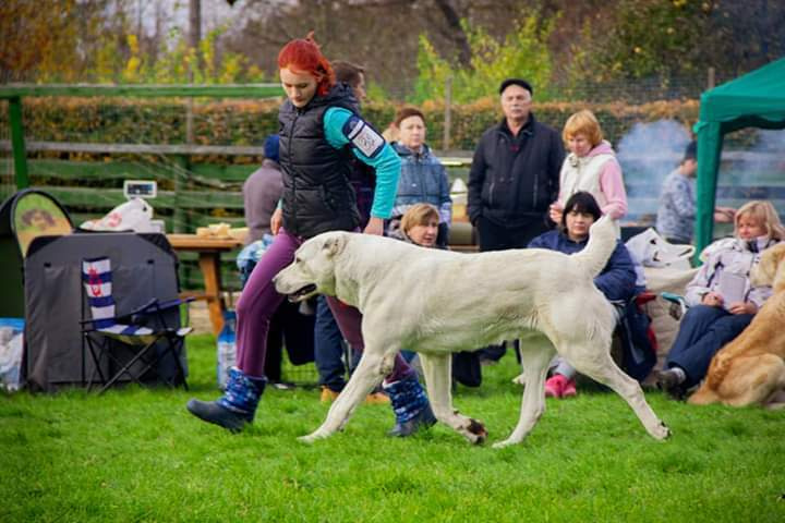 Монопородные выставки. Фотограф-анималист Юлия Германика