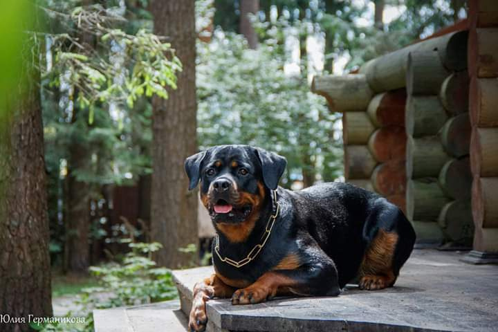 Свободная съемка. Фотограф-анималист Юлия Германика