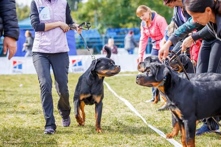 Монопородные выставки. Фотограф-анималист Юлия Германика