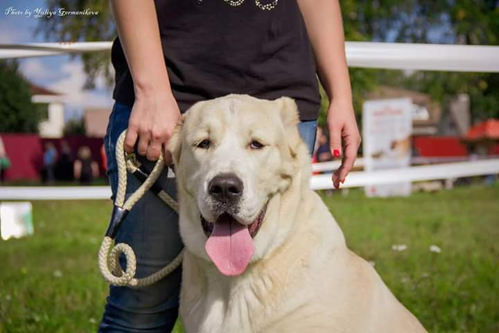 Монопородные выставки. Фотограф-анималист Юлия Германика
