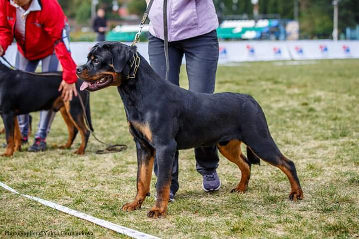 Монопородные выставки. Фотограф-анималист Юлия Германика