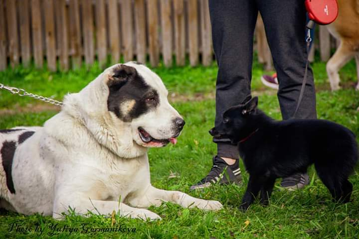 Монопородные выставки. Фотограф-анималист Юлия Германика